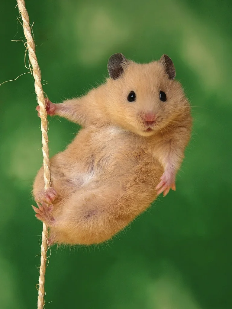 golden_hamster.webp