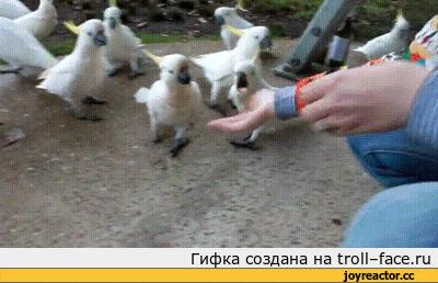 голуби-попугаи.gif