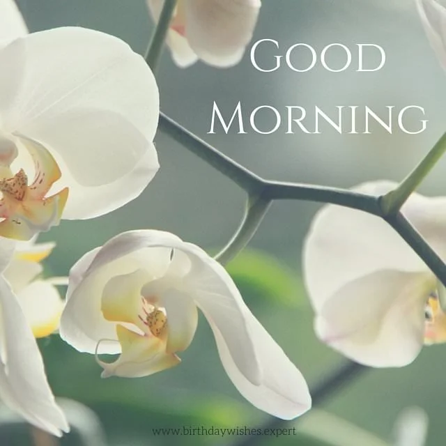 Good-Morning-5.webp