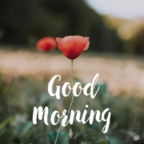Good-Morning-poppy-flower-500x500.webp