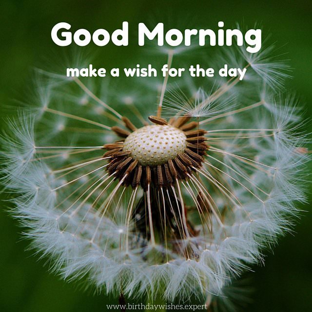 Good-morning-wish-with-dandelion-flower.jpg