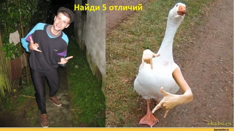 гопота-гусь-понты-найди-отличие-668351-768x429.webp