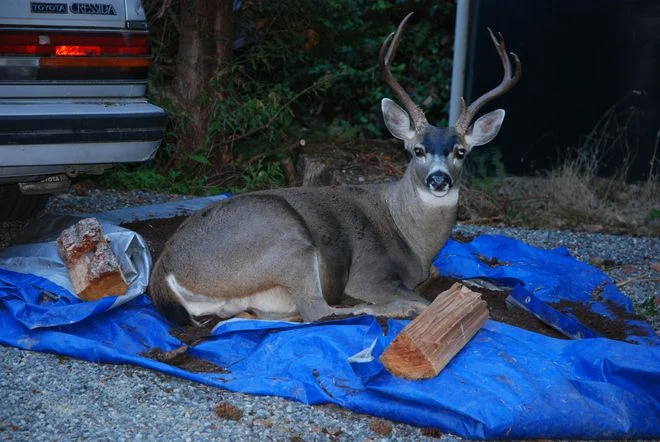 гость лесной.webp