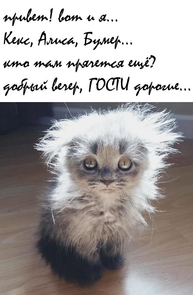 гости дорогие.webp