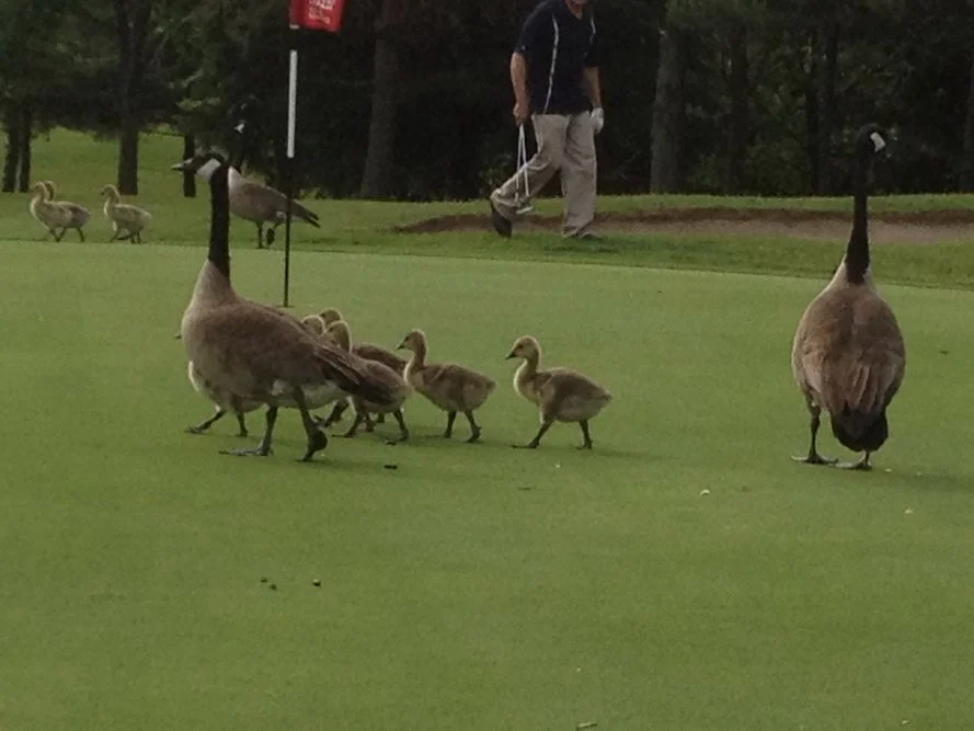 гости на гольф поле.webp
