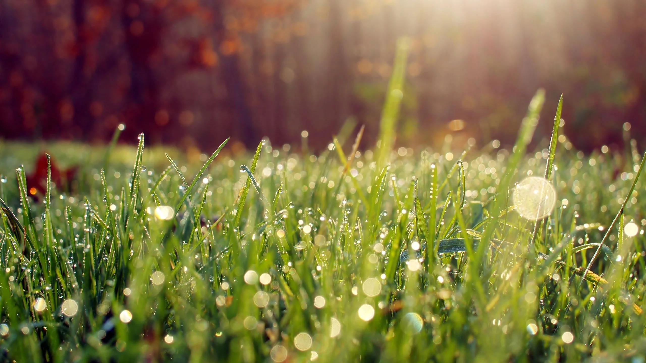 grass-dew-morning-bokeh.webp
