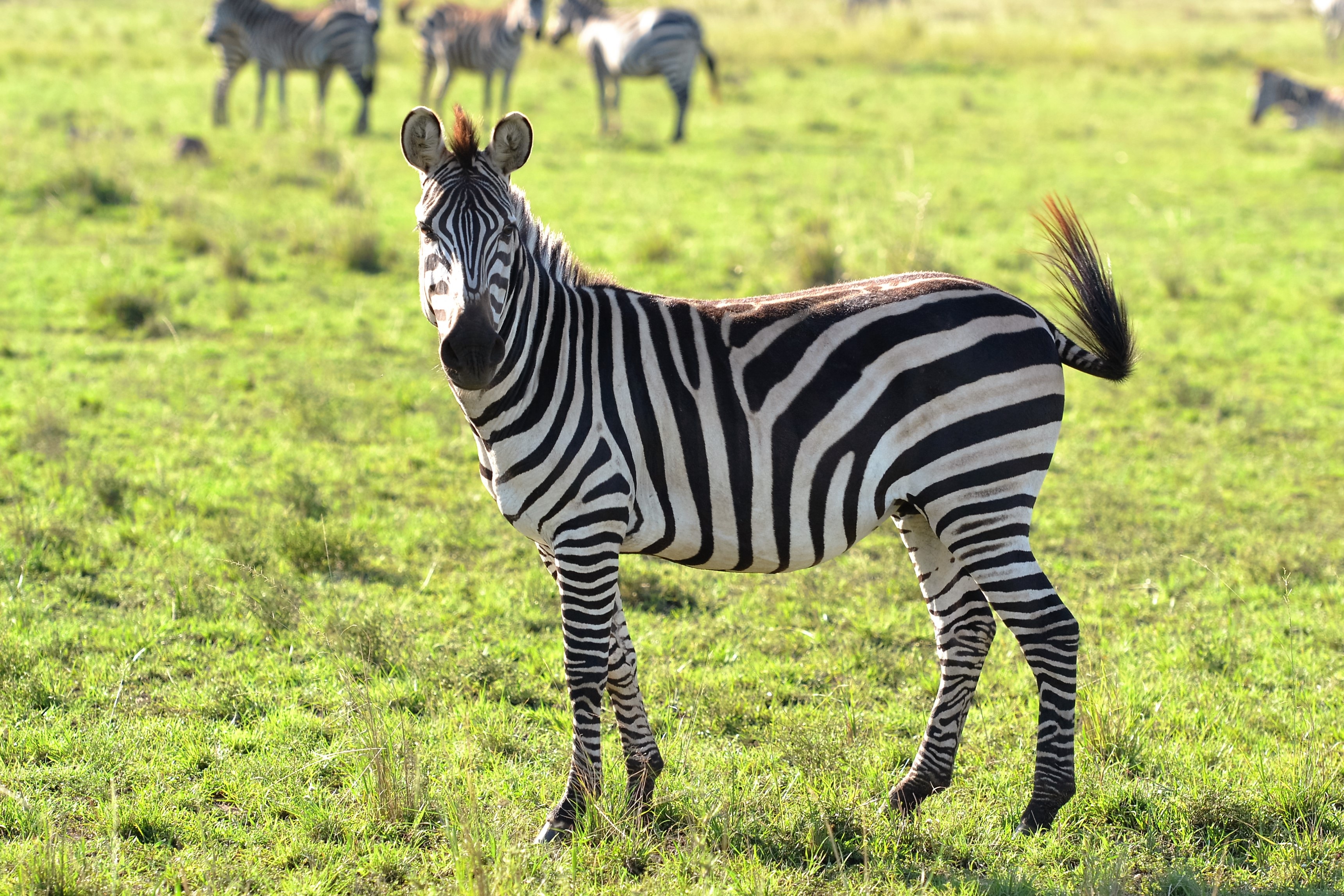 grass-meadow-prairie-adventure-wildlife-herd-pasture-grazing-mammal-fauna-savanna-plain-zebra-...jpg