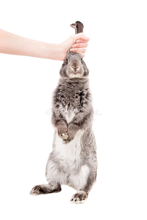 gray-rabbit-which-holding-behind-her-ears-isolated-white-background-63685674.webp