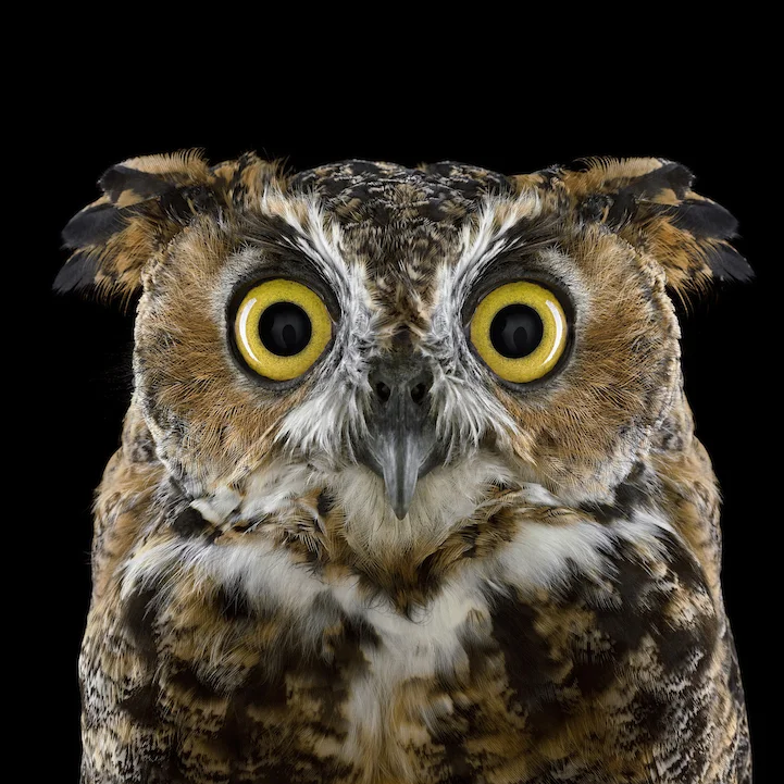 GreatHornedOwl.webp