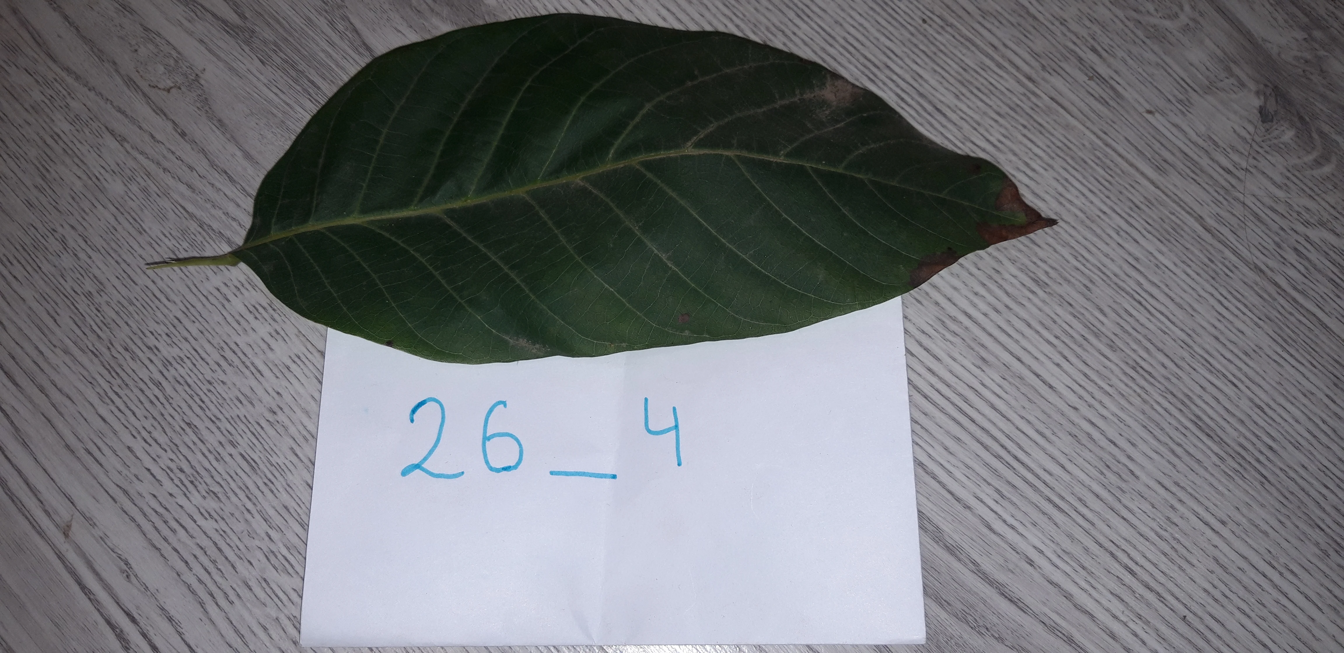 грецкий орех.webp