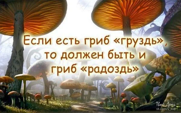 гриб груздьN.webp