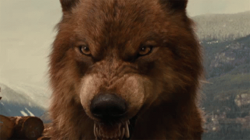 growl-jacob-black.gif
