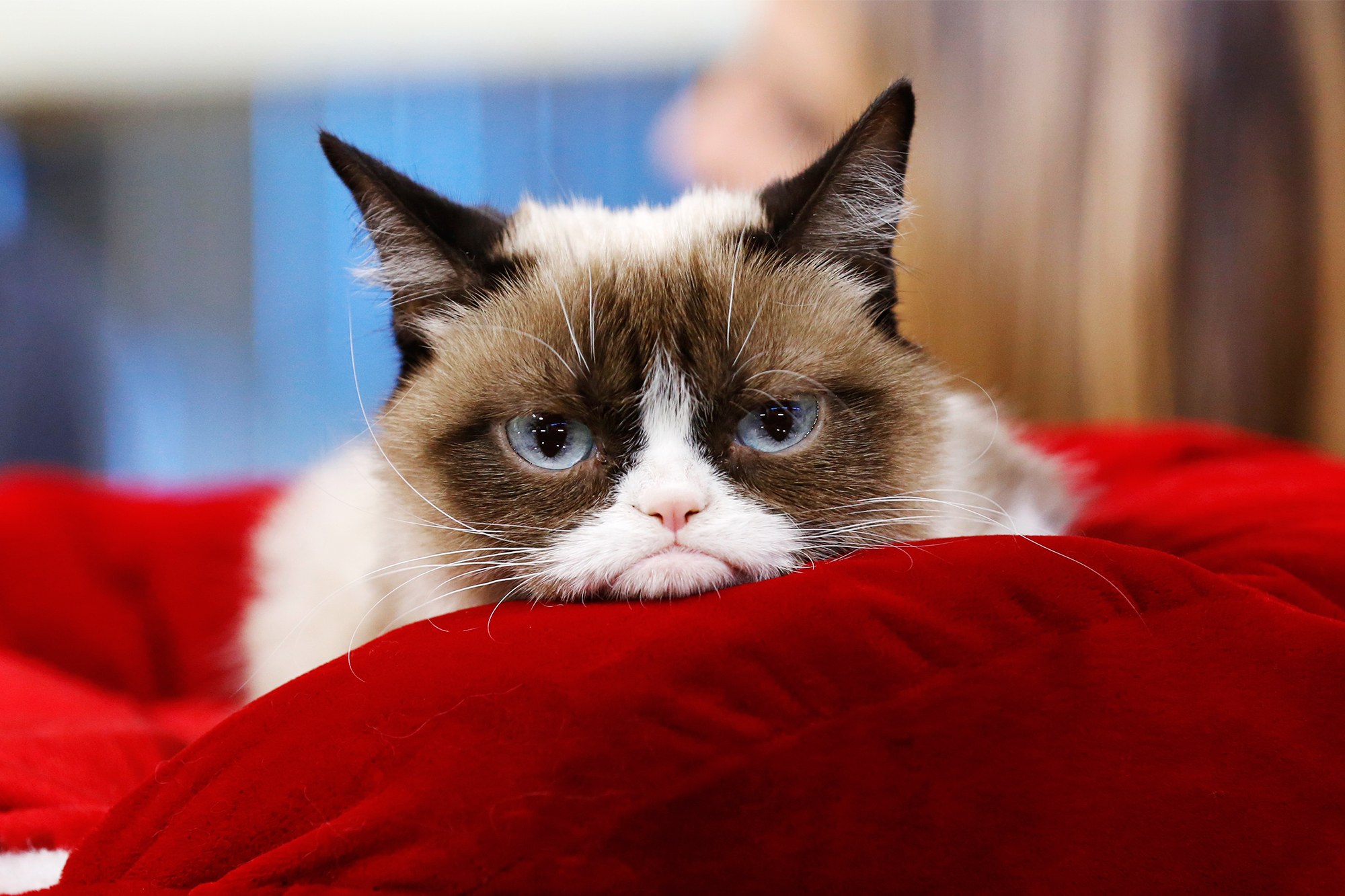 Grumpy-Cat-Obit.jpg