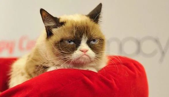 Grumpy-Cat-on-bed-544409.webp