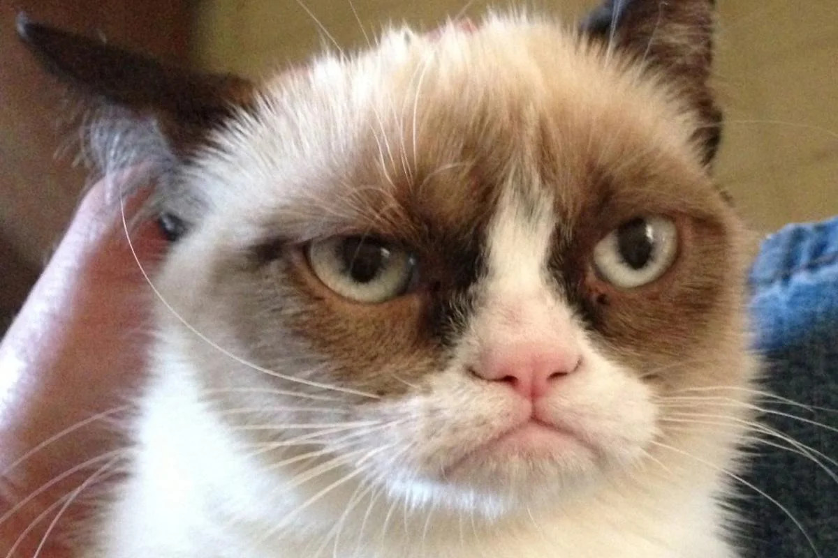 Grumpy-cat.webp