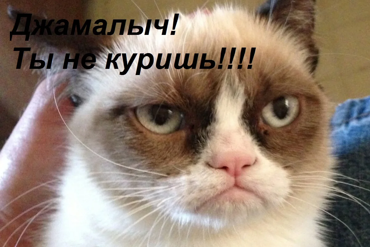 Grumpy-Cat.webp