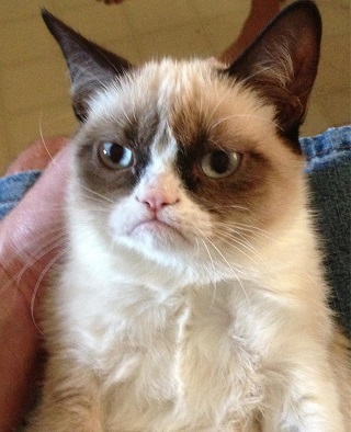 grumpy_cat.jpg