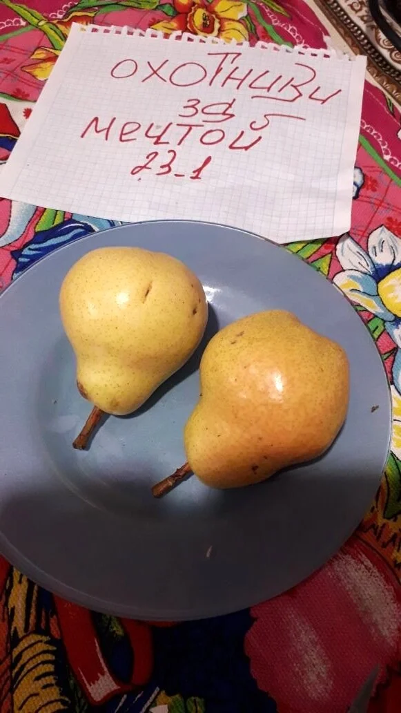 груши тут.webp