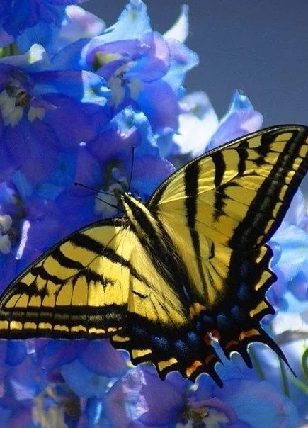 gsGdoPs15Js.webp