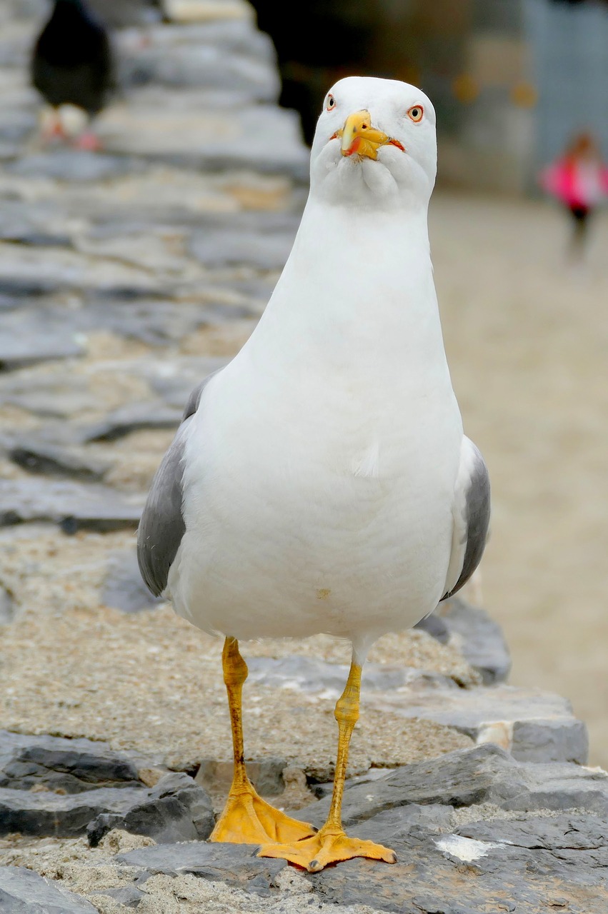 gull-1626941_1280.jpg