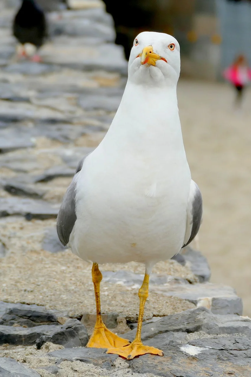 gull-1626941_1280.webp