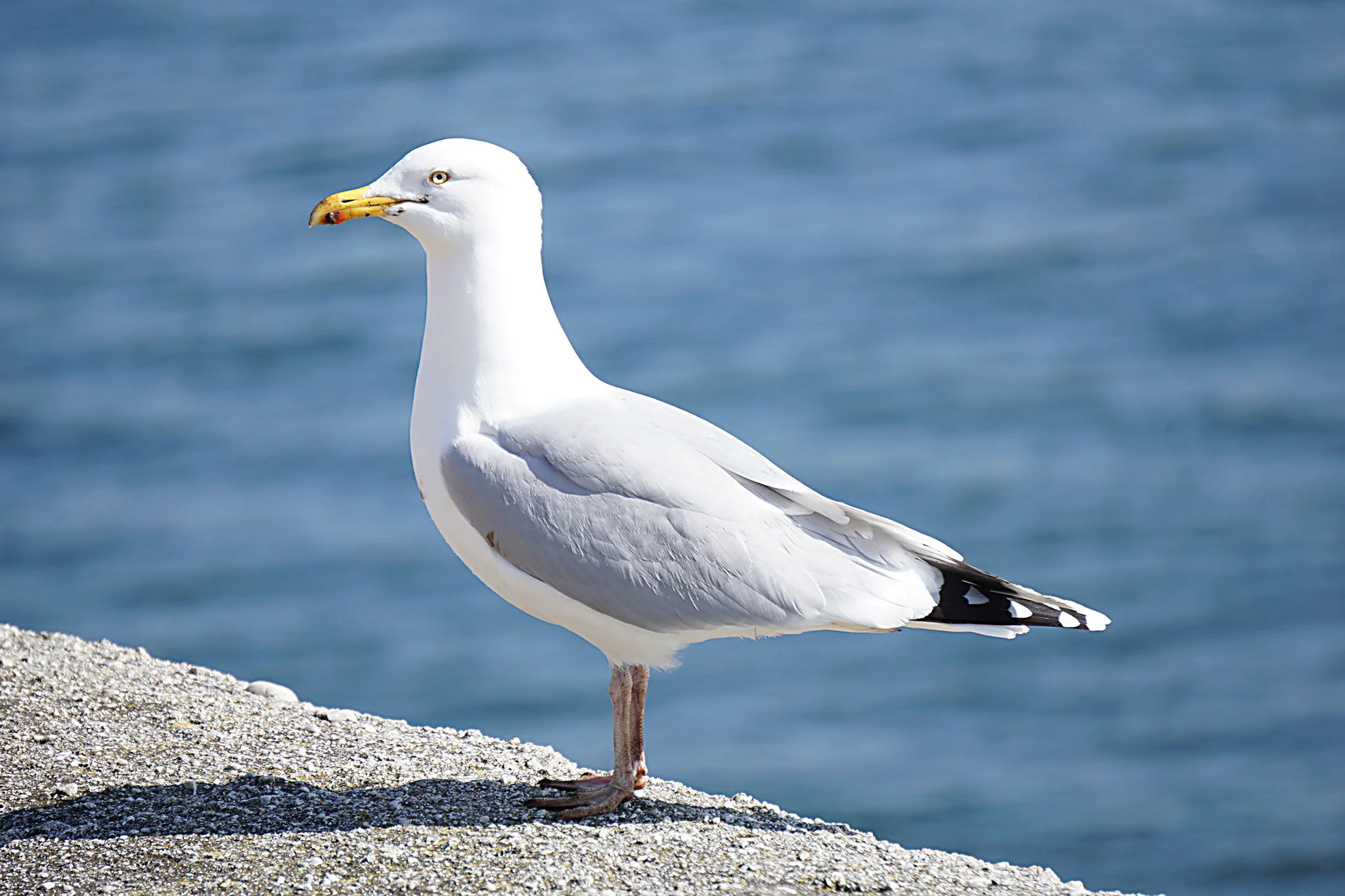 gull1.webp