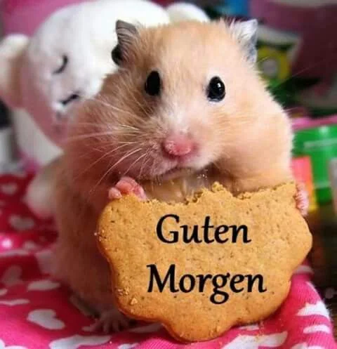 gutenmorgen.webp