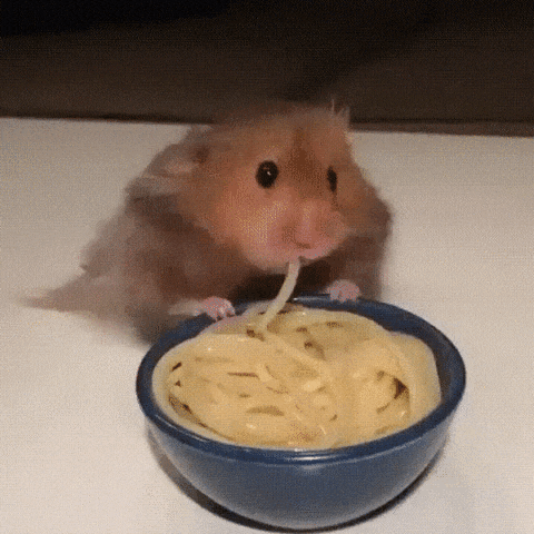 hamster-17[1].gif