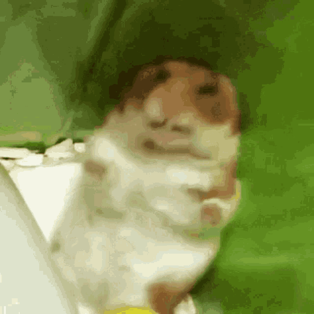 hamster-cute.gif