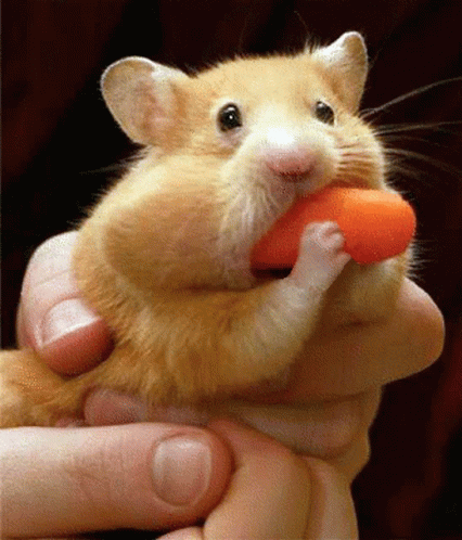 hamster-eating[1].gif