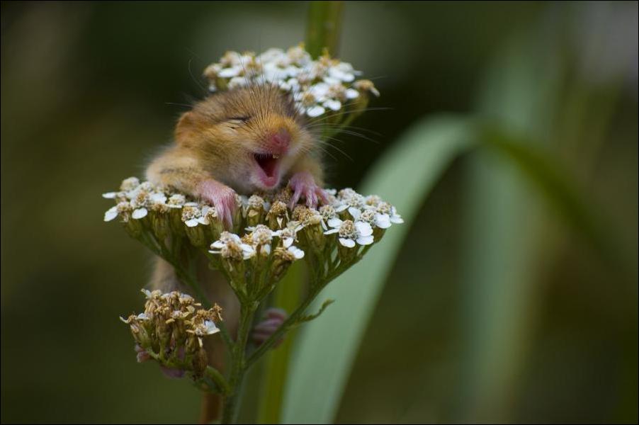 hamster-flowers-01 (1).jpg