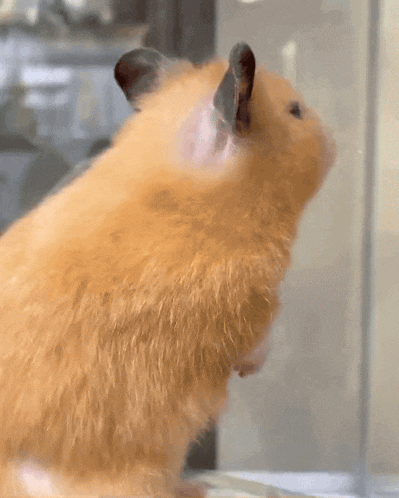 hamster-hamster-meme.gif