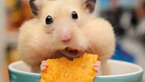 Hamsters_Closeup_Glance_Chips_Funny_526610_300x170.webp