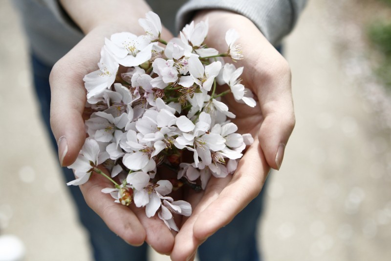 hands_flower_give.jpg