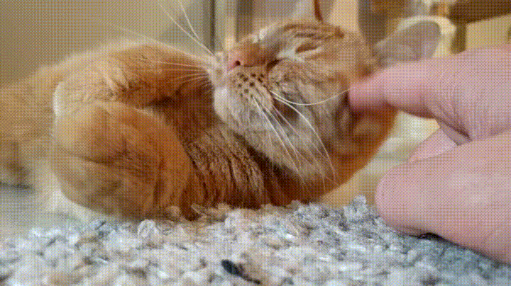happy-cat-3.gif