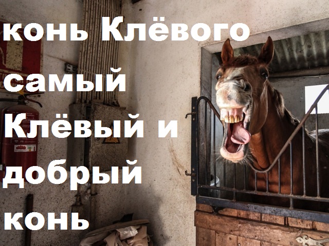 Happy-Horse-e5f6rgt7hy.jpg