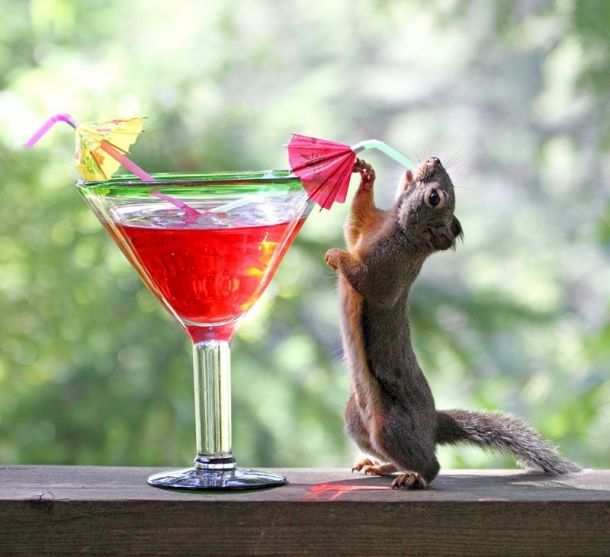 Happy-Squirrel-Driking-610x557.jpg