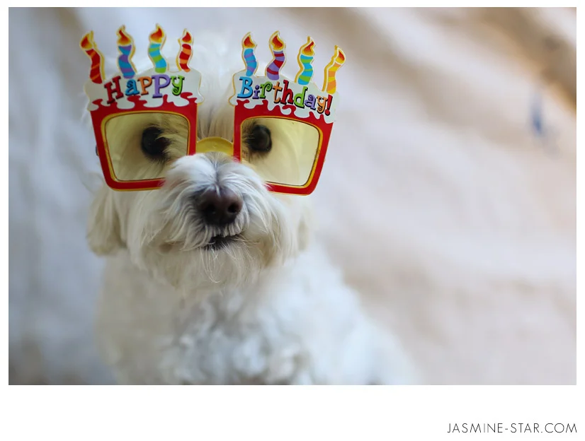 HappyBirthdayDog.webp