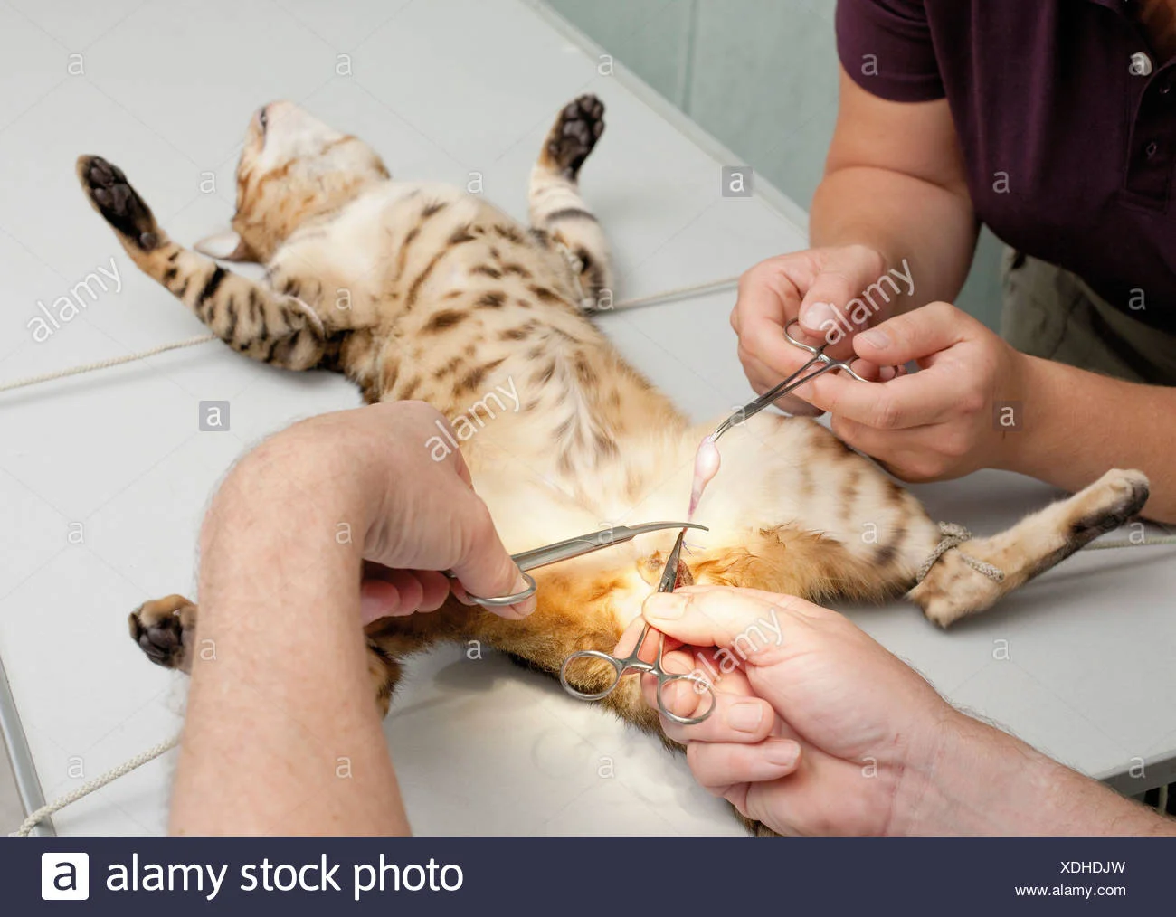 he-cat-castration-XDHDJW.webp