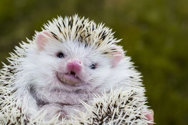 hedgehog-3654520__480.webp