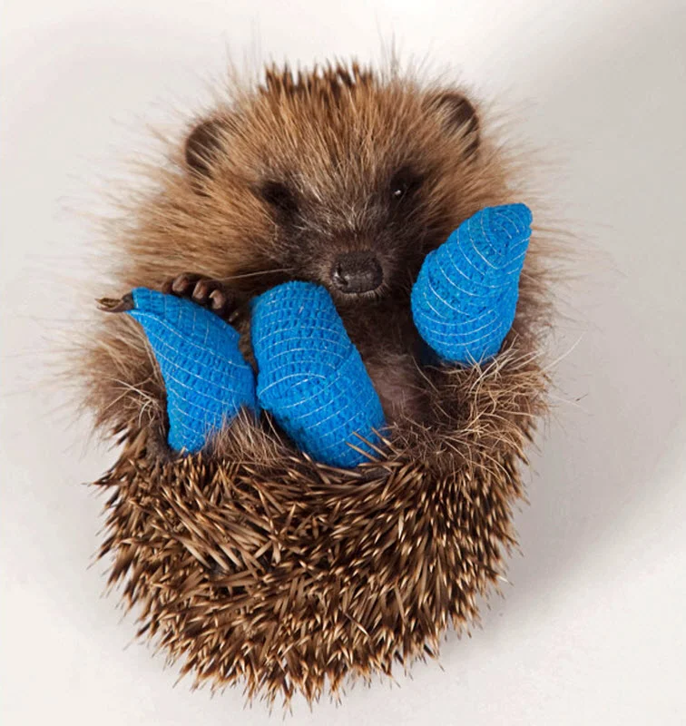 hedgehogs21.webp