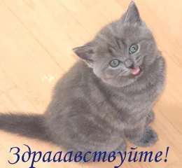 Hi.webp