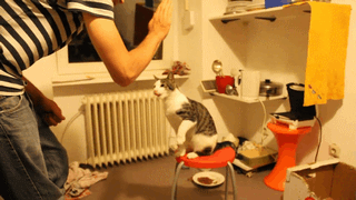 high-five-cat-gif.gif