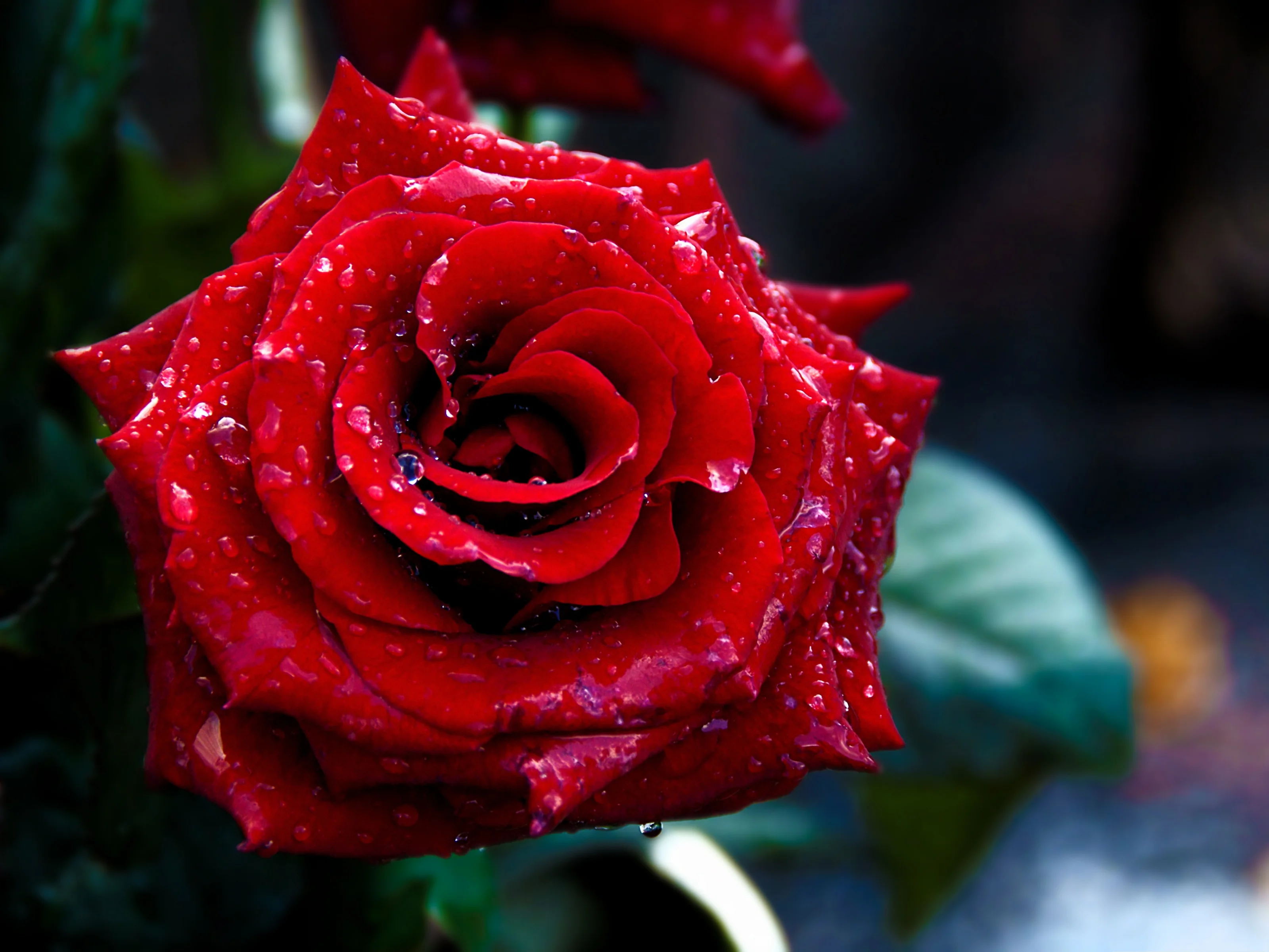 High-Resolution-Wallpapers-Red-Rose-on-Macro-Focus-Rain-Drops-on-the-Petal.webp