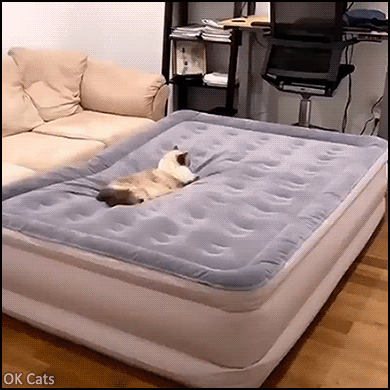 Hilarious_Cat_GIF__Siamese_cat__39_Look_what_you_39_ve_done_with_my_bed_human_33_For_this_you_...gif