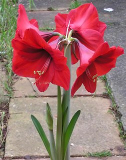 Hippeastrum_Safari.jpg