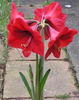 Hippeastrum_Safari.webp