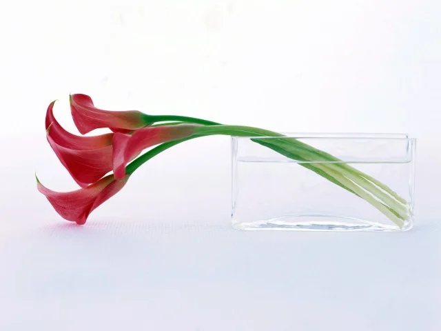 Holidays_International_Womens_Day_Delicate_flower_on_March_8_014501_29.webp