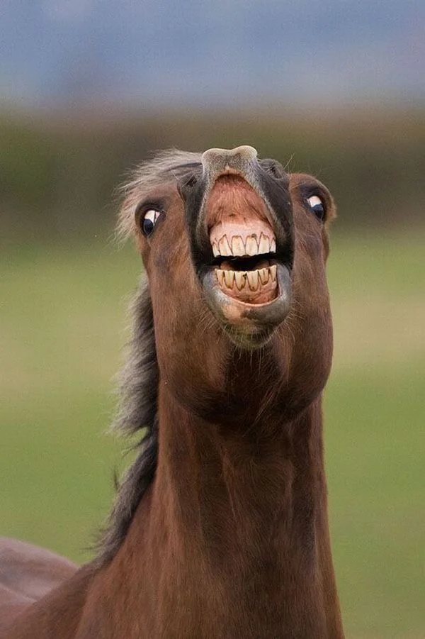 horse-smile-big.webp