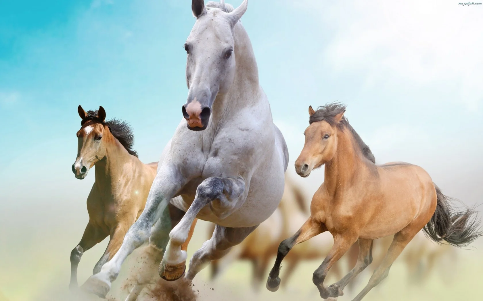 Horses-Gallop-On-the-Desktop-1680x1050.webp